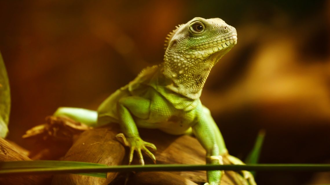 Welches Frostfutter für Reptilien Welches Frostfutter für Reptilien