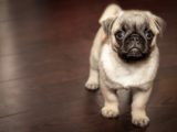 Die besten Probiotika für Hunde