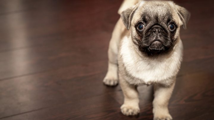 Die besten Probiotika für Hunde