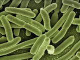 4 Anzeichen dafür, dass Sie mit einem Parasiten infiziert sind