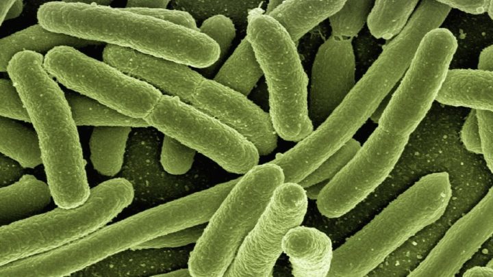 4 Anzeichen dafür, dass Sie mit einem Parasiten infiziert sind
