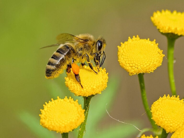 Die Welt der Bienen: Ein Einblick in ihre faszinierende Existenz